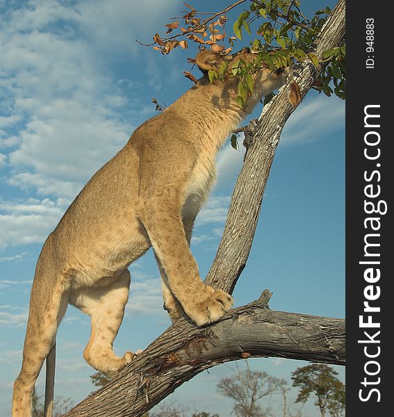 Young lion (Panthera leo) playing in a tree at sunset. Young lion (Panthera leo) playing in a tree at sunset