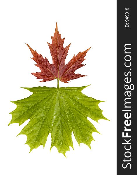 Abstract maple leaves pattern isolated on white background with clipping path