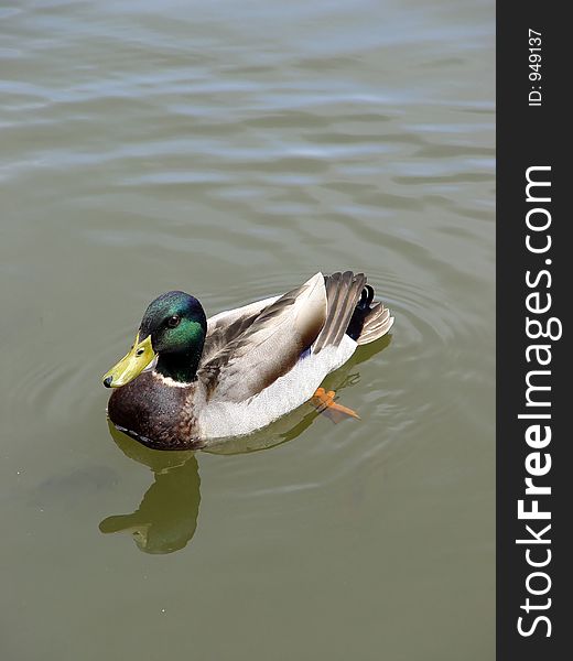 Young duck on lake