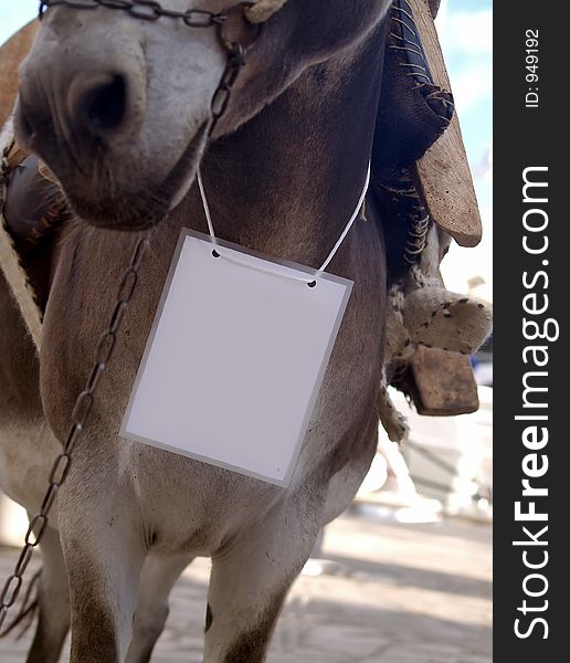 Detail of donkey before race, blank paper around the neck. Detail of donkey before race, blank paper around the neck