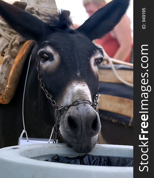 Close up of donkey with saddle