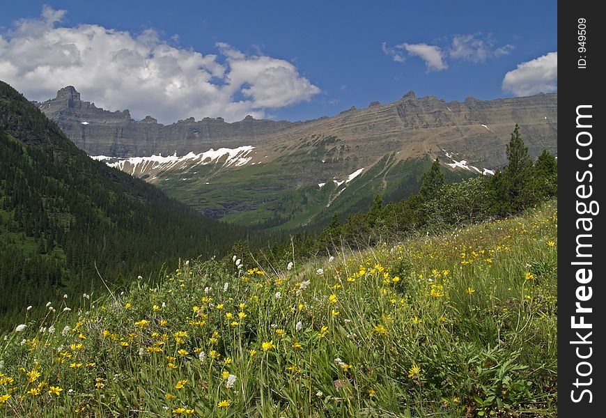 Flowery Meadow And Mountains