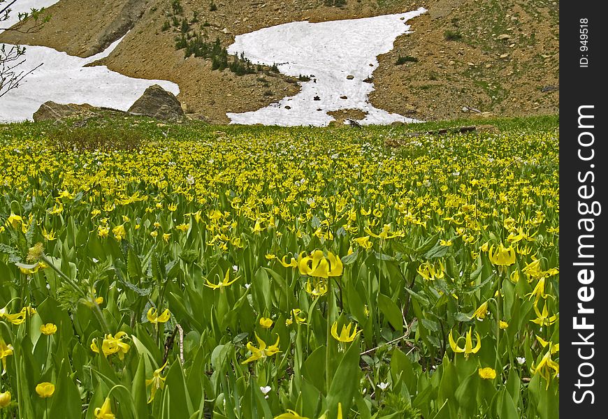 Meadow Of Glacier Lilies