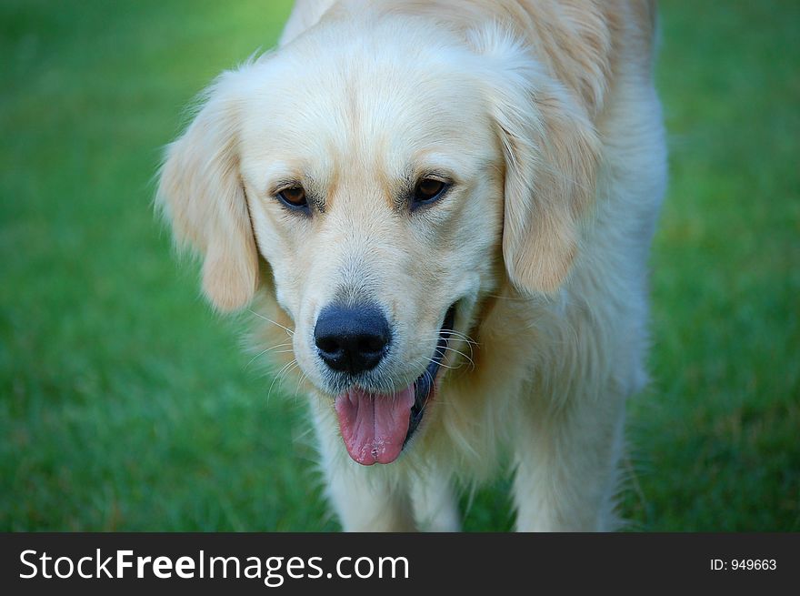 Concentrated happy golden retriever looking at a tennis ball whith is out of frame