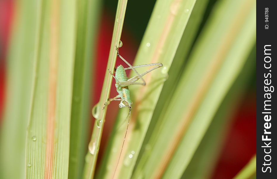 Photo of a Grasshopper