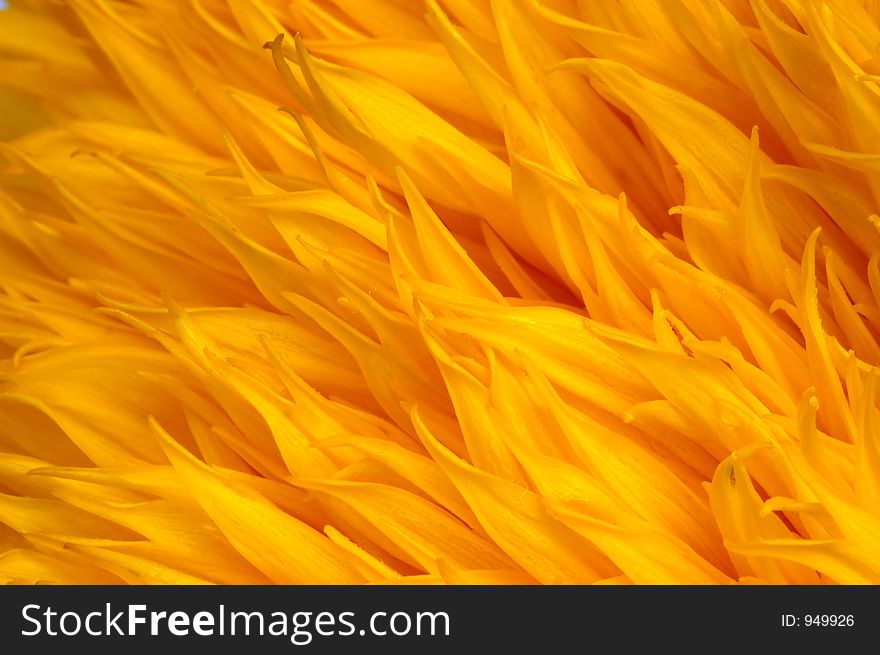 Yellow-orange floral background