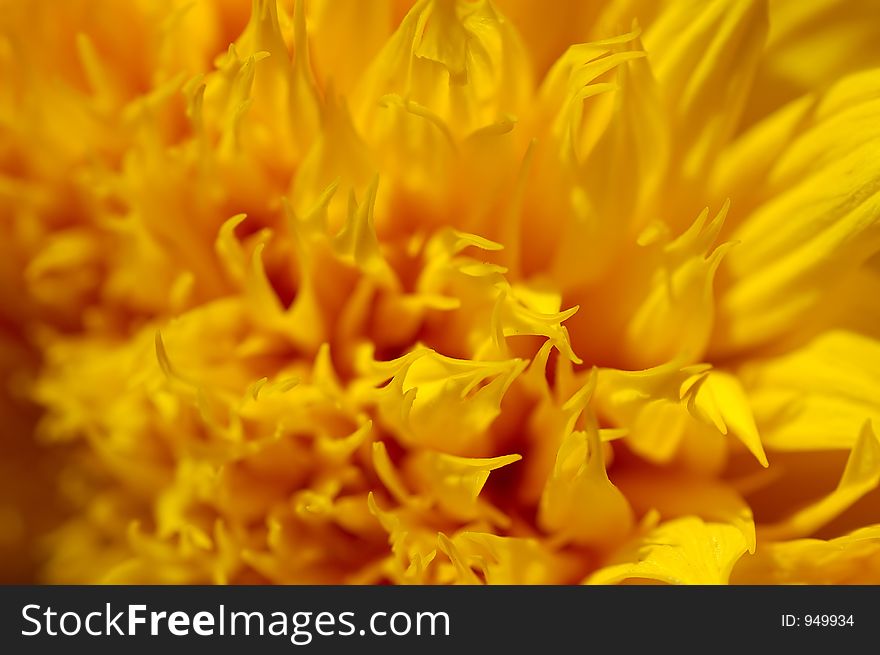 Yellow-orange floral background