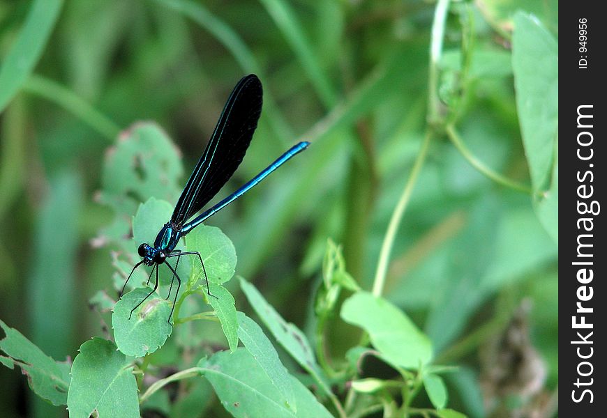 Green and Black dragon fly