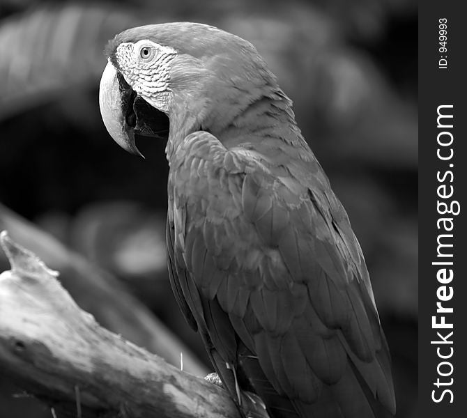 Parrot In Black And White