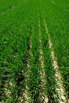 Rows Of Crops Royalty Free Stock Photo Rows Of Crops Royalty Free Stock Photo