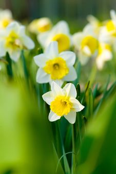 Beautiful Yellow Flowers Background Free Stock Images Photos 36669775 Stockfreeimages Com