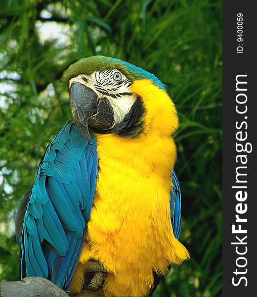 Blue And Yellow Macaw
