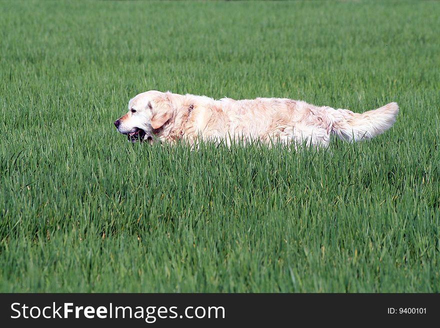 Golden retriver playing in the field. Golden retriver playing in the field
