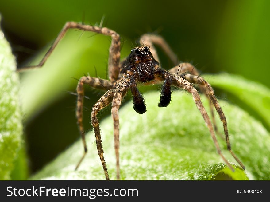 Wolf spider is posing for a portrait.