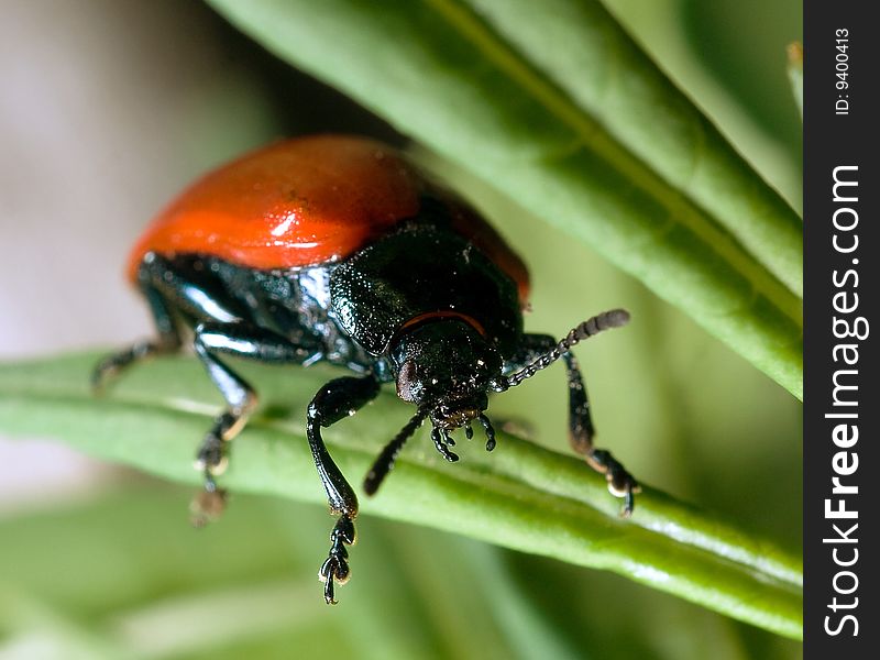 Red bug against a green grass