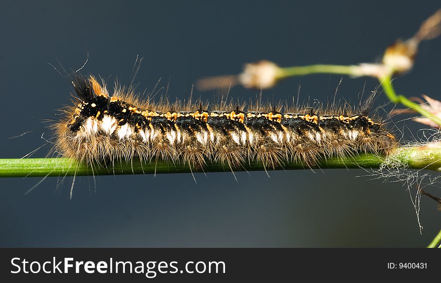 Shaggy caterpillar on a stalk of a green grass