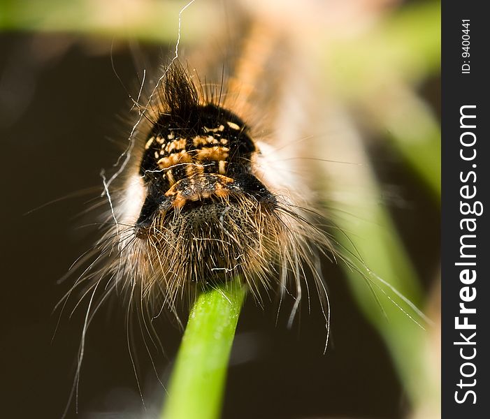 Shaggy caterpillar on a stalk of a green grass (portrait). Shaggy caterpillar on a stalk of a green grass (portrait)