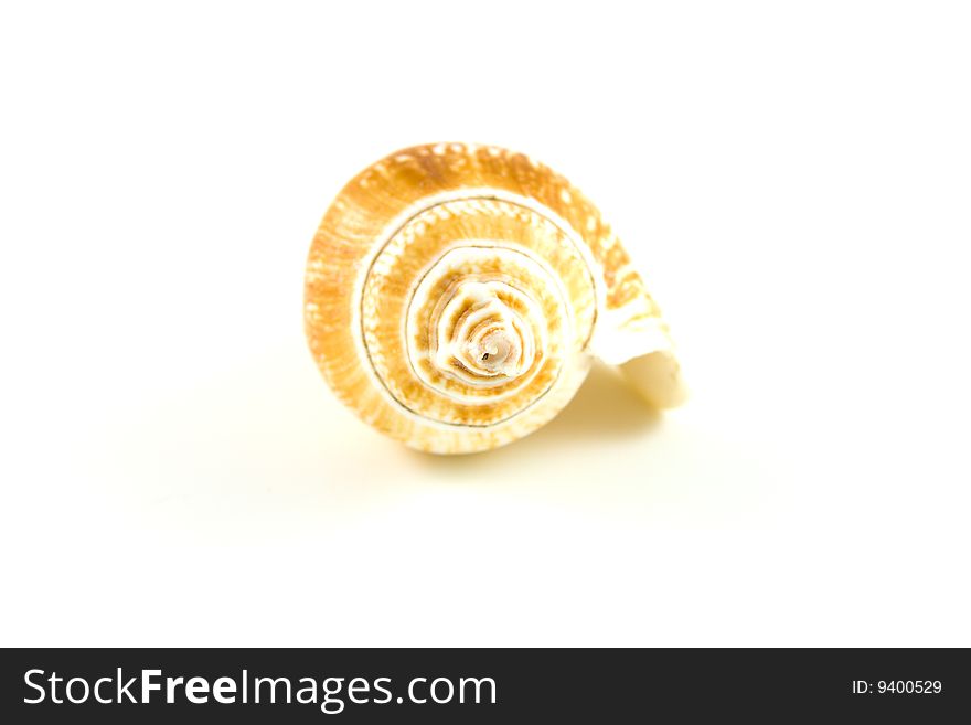 Closeup of the spiral of a single light brown whelk shell on a white background. Closeup of the spiral of a single light brown whelk shell on a white background