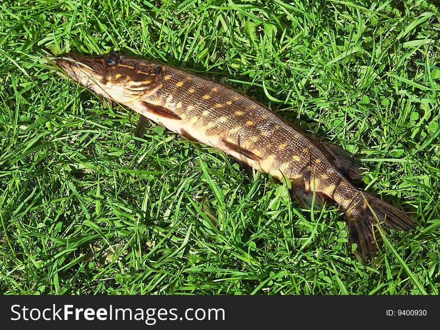 Green grass background with fish. Green grass background with fish