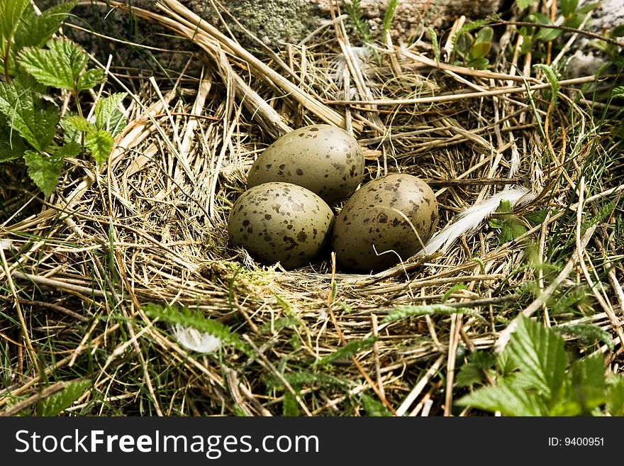 Nest with eggs of a seagull in wood