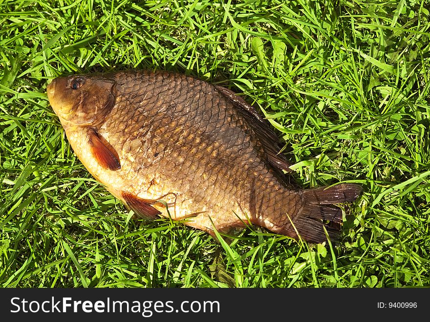 Green grass background with gold fish. Green grass background with gold fish