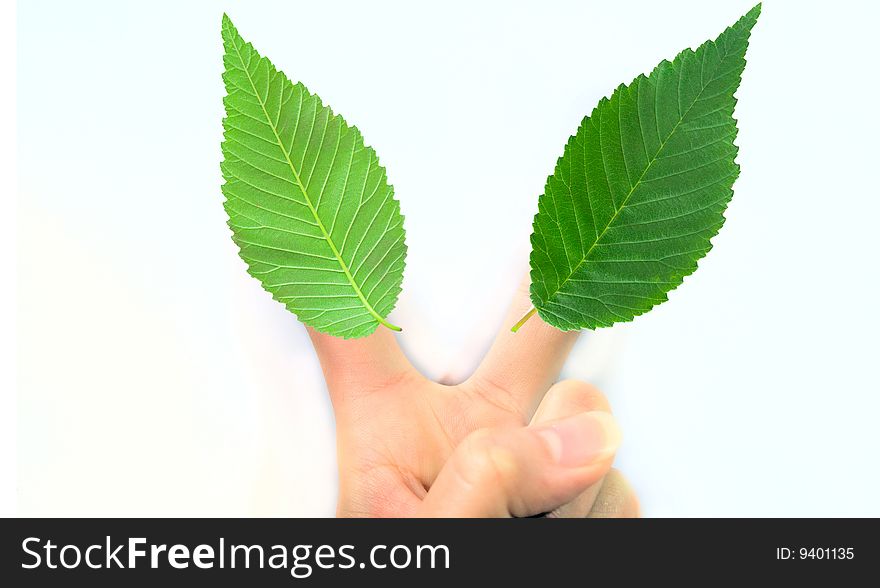 Gesturing hand OK and leaves on white background