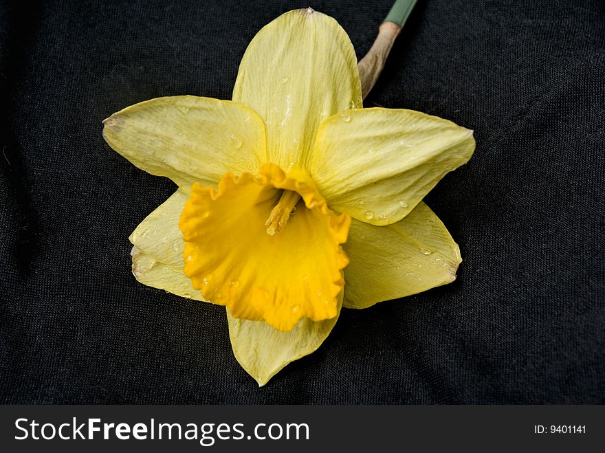A cut daffodil flower on a black velvet background.