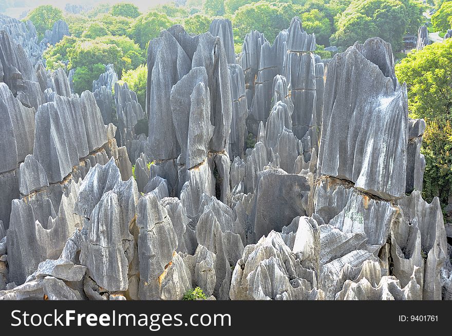 Stone Forest