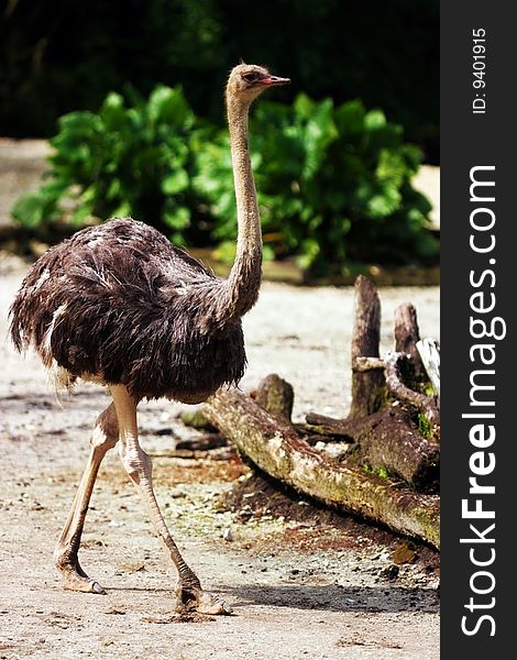 An ostrich running in field at Taiping Zoo, Malaysia.