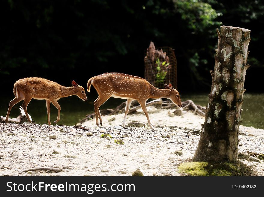 Two axis deers walking beside river at Taiping Zoo, Malaysia