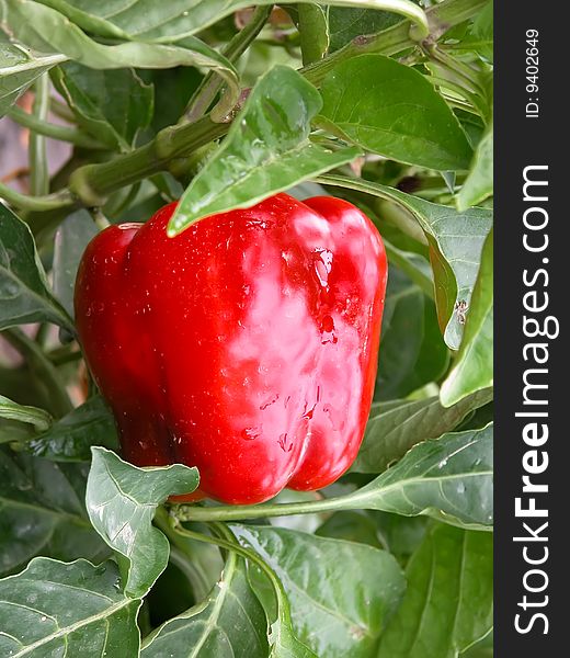 Bulgarian red pepper to the bush in the garden. Bulgarian red pepper to the bush in the garden