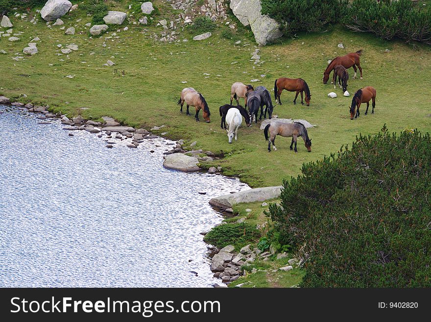 Horses grazing in Pirin Mountains (Bulgaria)