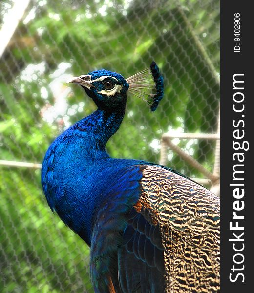 Blue peacock in a screen cage