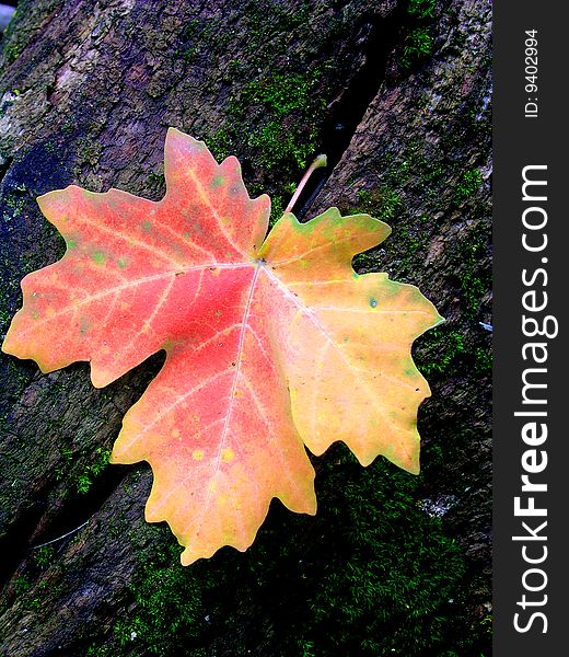 Closeup Detail of a Red autumn maple leaf with black backgrouind. Closeup Detail of a Red autumn maple leaf with black backgrouind