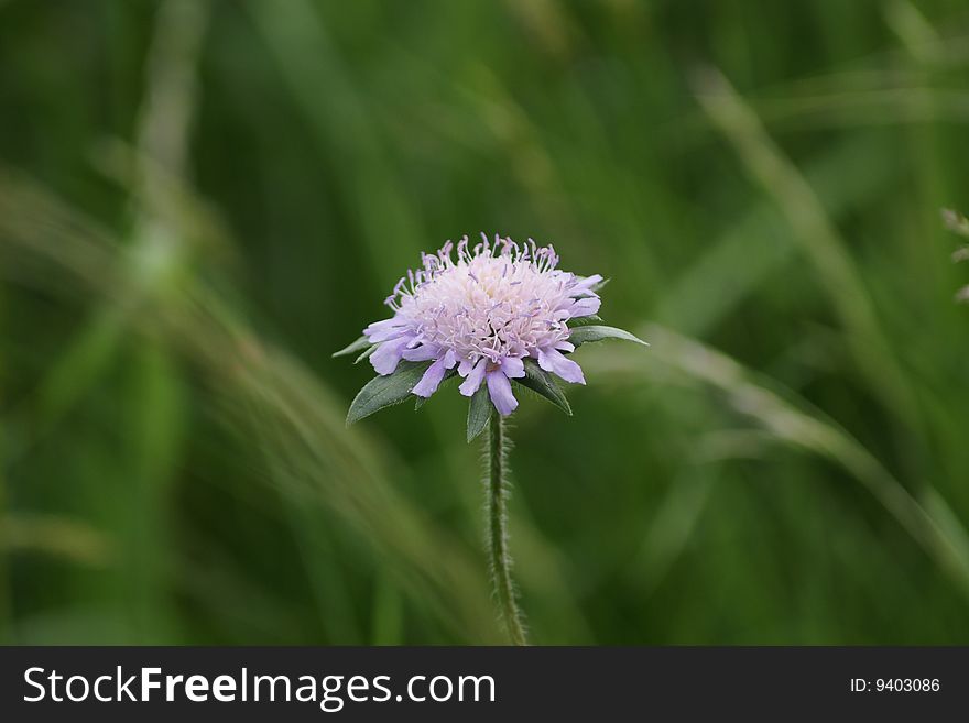 A Meadowflower