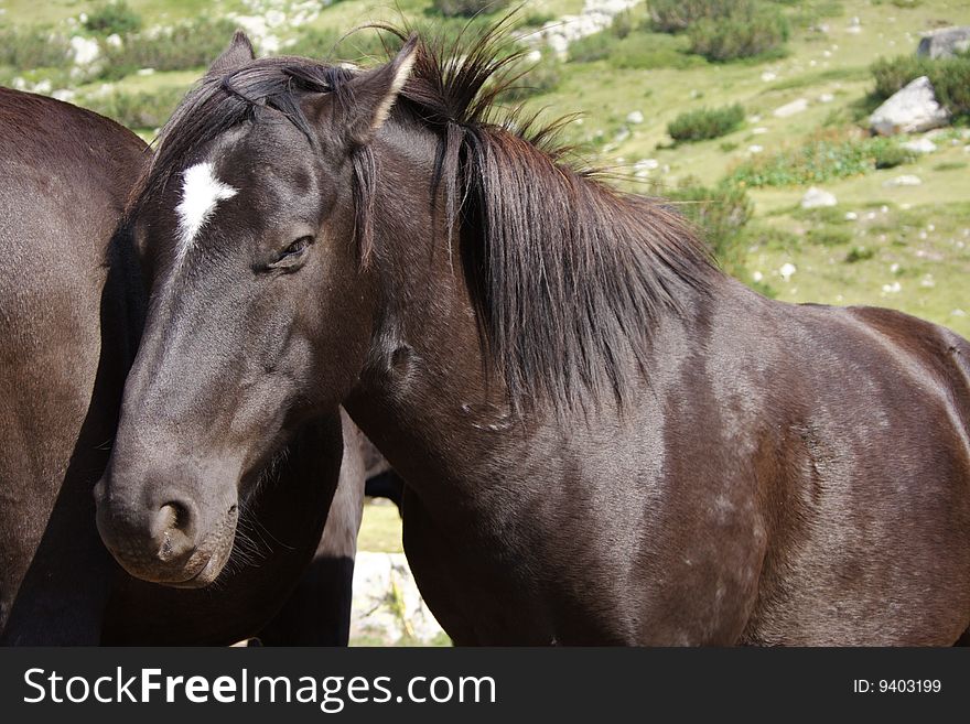 Horse portrait made in Rila Mountains (Bulgaria)