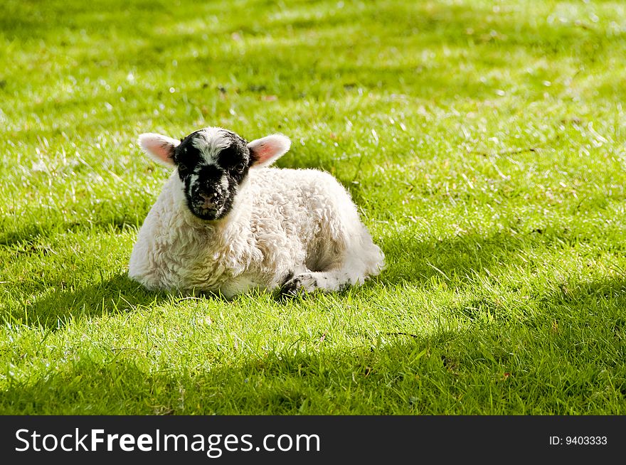 Lamb resting in the shade in grean field. Lamb resting in the shade in grean field