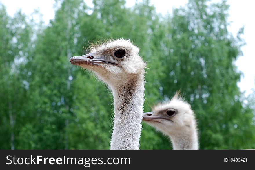 Domestic ostrich's heads close up. Domestic ostrich's heads close up