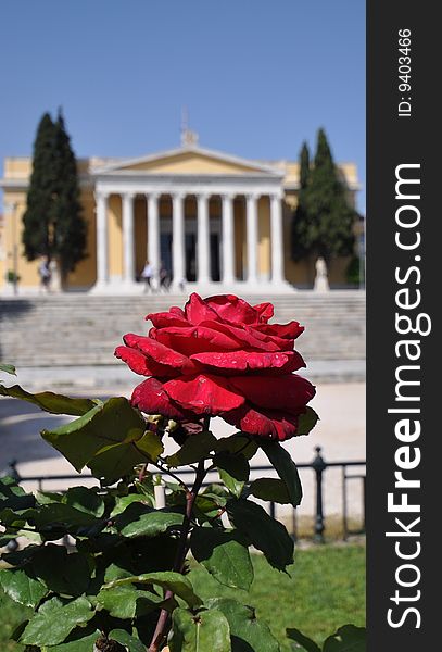 Red rose with the Zapion building in Athens in the background