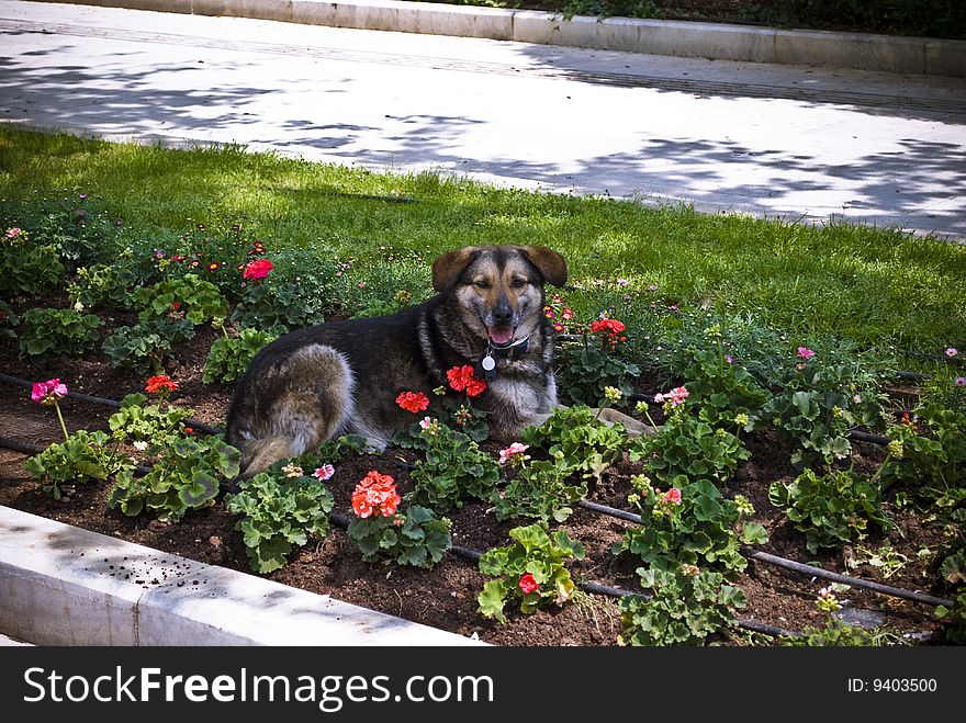 A nice cutie dog, resting in a beautiful flower bed in a hot midday, shot in the spring of 2009 in Athens, Greece. A nice cutie dog, resting in a beautiful flower bed in a hot midday, shot in the spring of 2009 in Athens, Greece