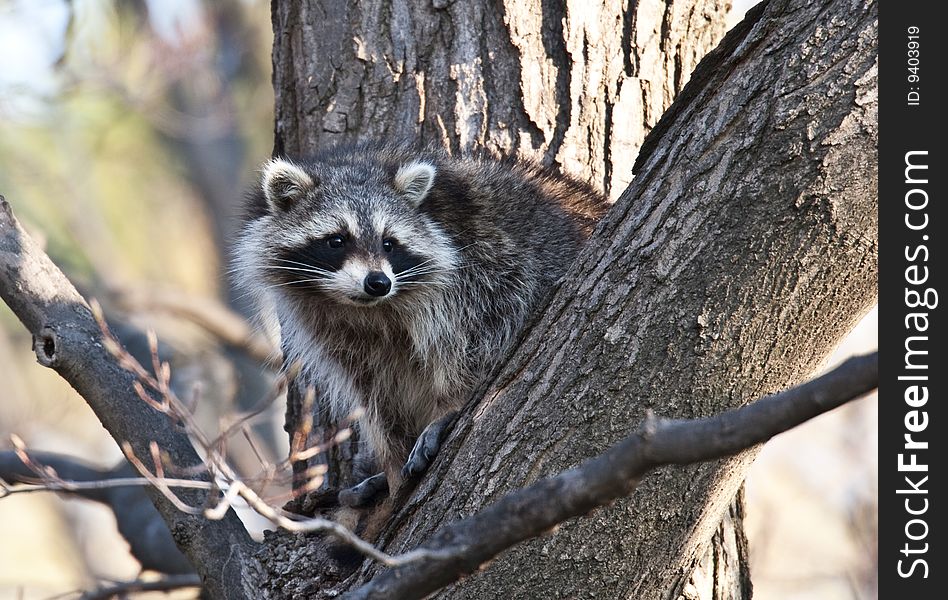 Raccoon perching in a tree