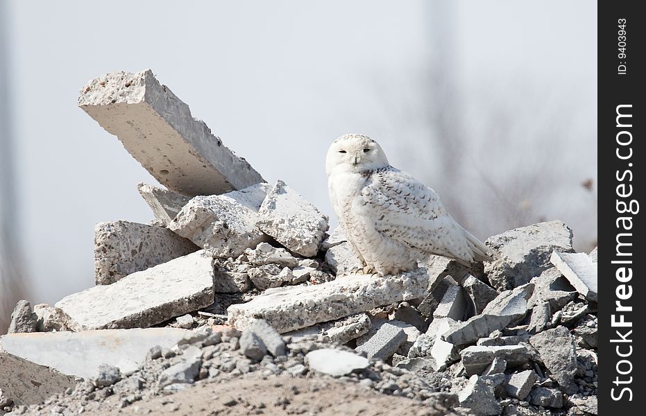 Snowy owl sitting on concrete rubble in industrial park