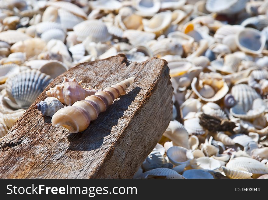 Seashell on wood stick with broken seashell background. Seashell on wood stick with broken seashell background