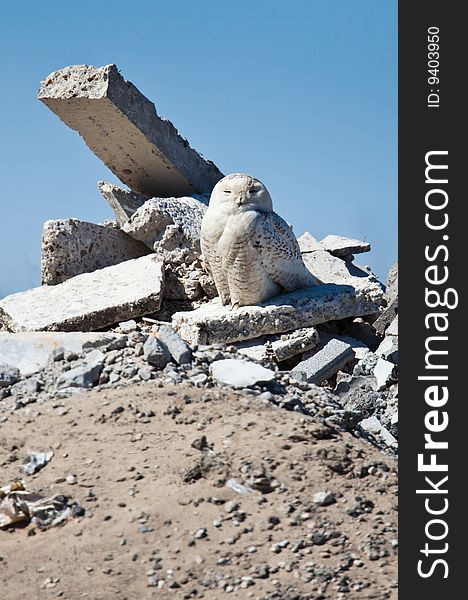 The Snowy Owl is an Arctic bird that may migrate south if food stocks diminish.