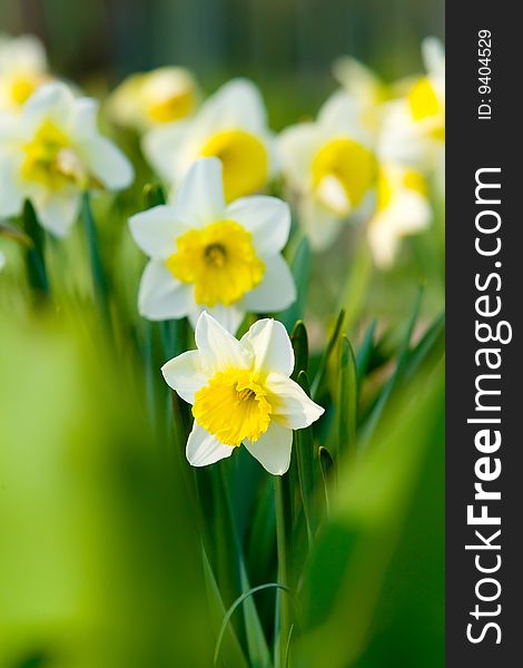 Beautiful yellow flowers summer background