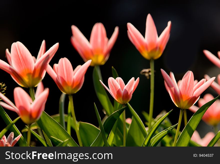 Wild Tulips Beautiful Macro