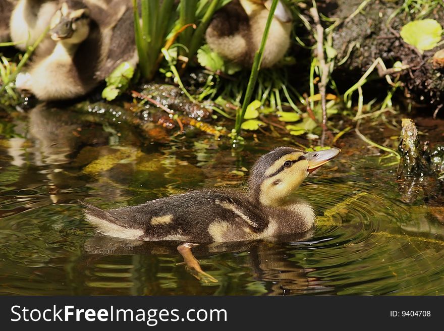 Little duckling swimming