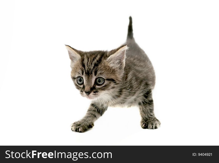 Grey striped kitten on white background. Grey striped kitten on white background