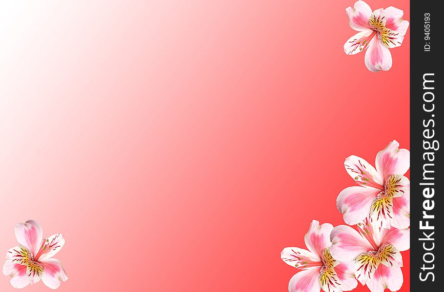 Flowers on a red background