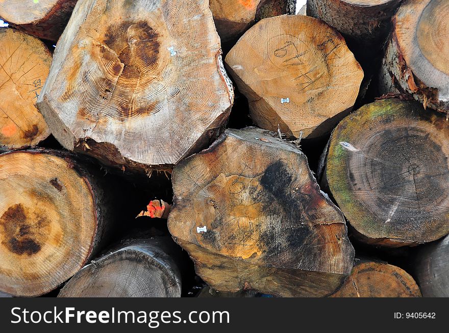 A shot of huge trunks at a german sawmill